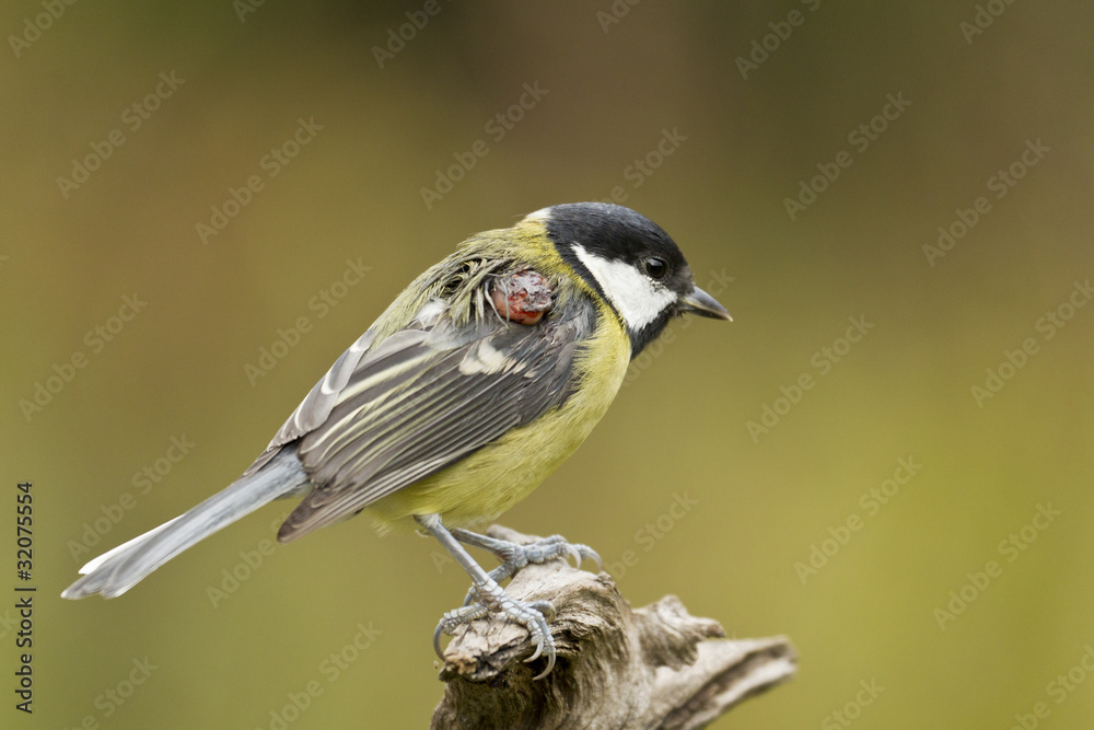 Obraz premium Verletzte Kohlmeise