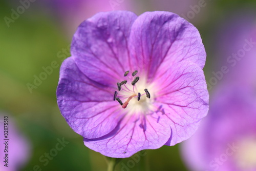 Fototapeta Naklejka Na Ścianę i Meble -  Geranium sanguineum