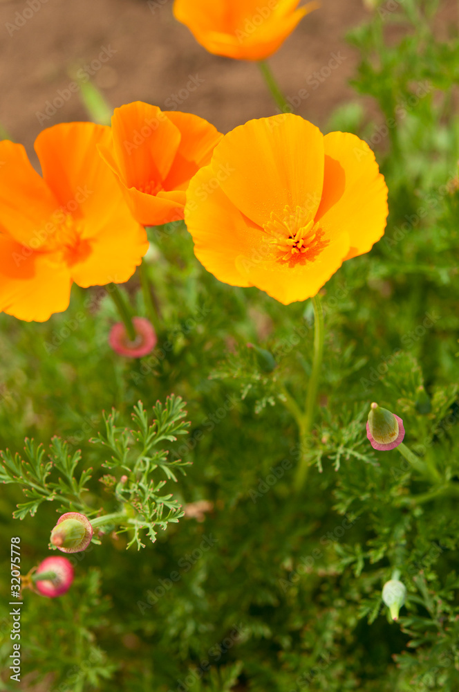 鮮やかなカリフォルニアポピー