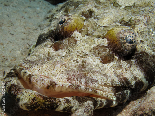 Indian ocean crocodilefish (papilloculiceps longiceps)