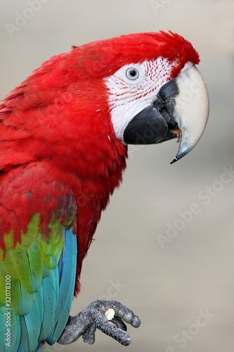 Green-Winged Macaw Parrot