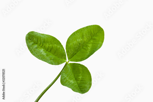 clover_05