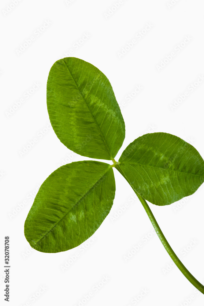 clover_08 clover_08