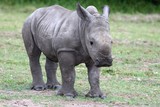 Baby White Rhinoceros