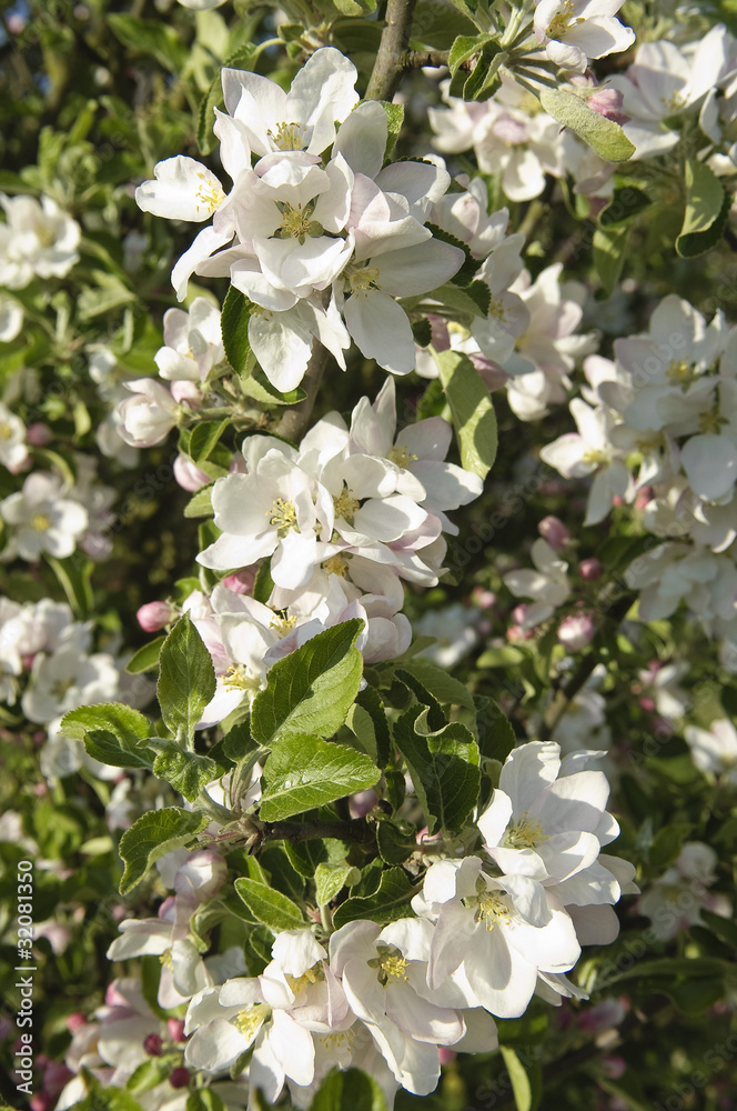 Pommier en fleur