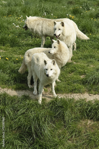 Loups blanc Arctique