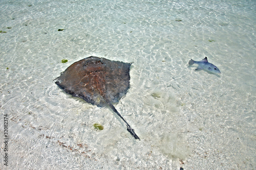 stingray and triggerfish in a shallow water photo