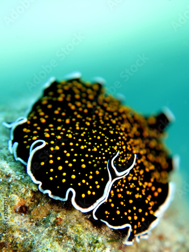 Gold dotted flatworm (Thysanozoon sp.) #32082751