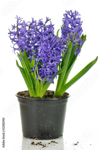 Hyacinth flowers