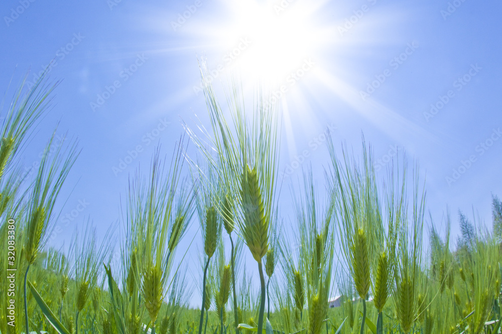 Obraz premium 青麦畑と光芒