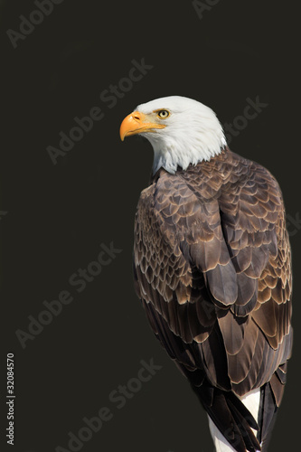 American Eagle - Haliaeetus leucocephalus