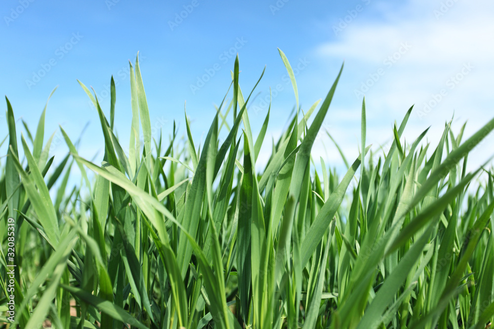 grass grass