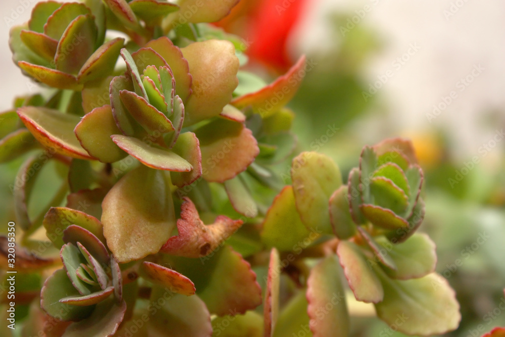 Color leaves of flowers (Calankhoe). Shallow DOF. Color leaves of flowers (Calankhoe). Shallow DOF.
