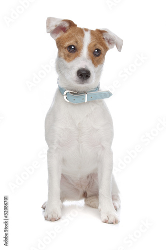 Jack Russel Terrier dog © Erik Lam