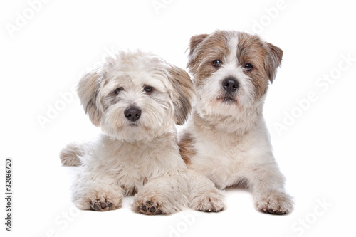Fototapeta Naklejka Na Ścianę i Meble -  boomer, mixed breed dog