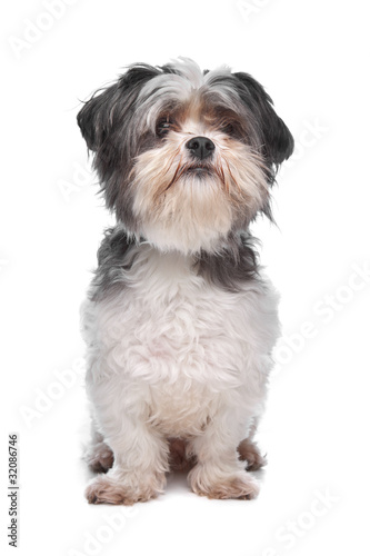 boomer, mixed breed dog