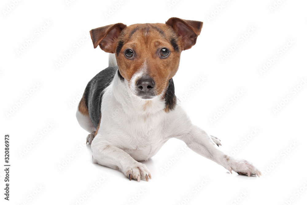 Jack Russel Terrier dog
