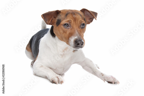 Jack Russel Terrier dog © Erik Lam