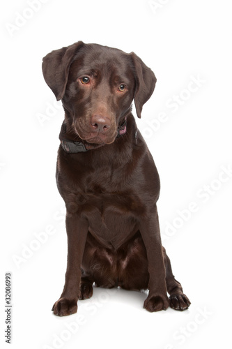 Labrador retriever