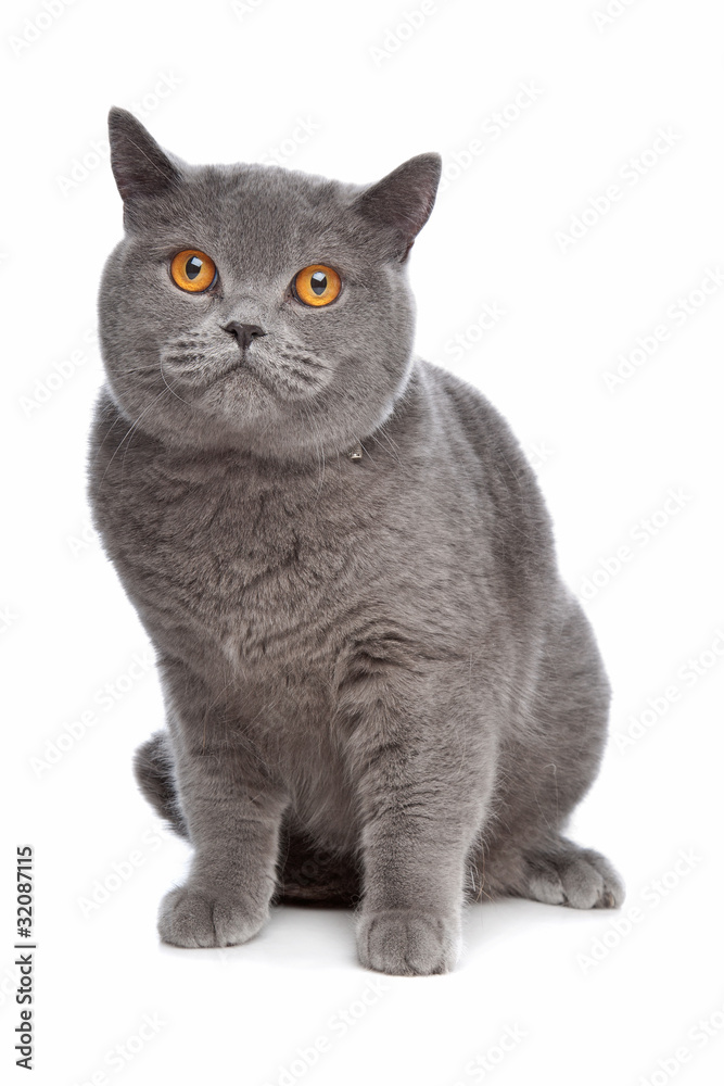 Naklejka blue British Shorthair cat