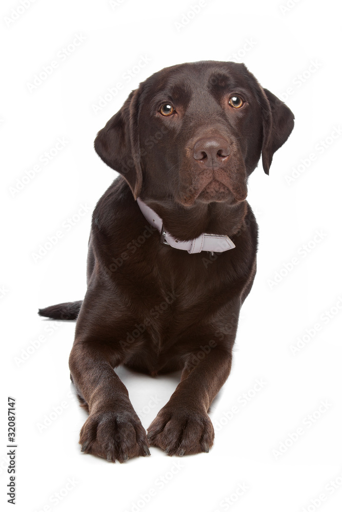 Labrador retriever Labrador retriever