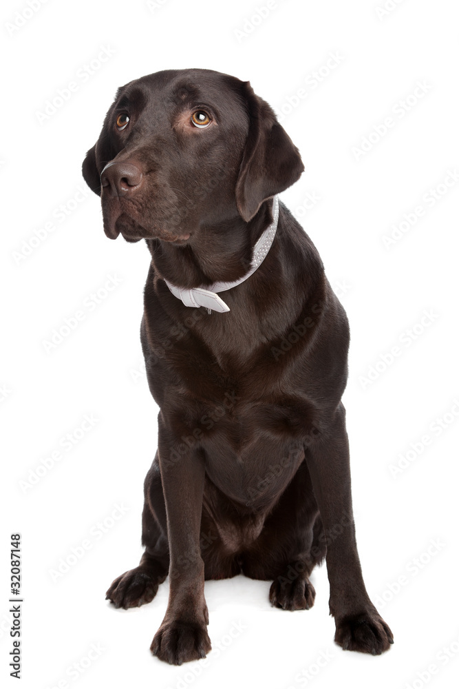 Labrador retriever Labrador retriever