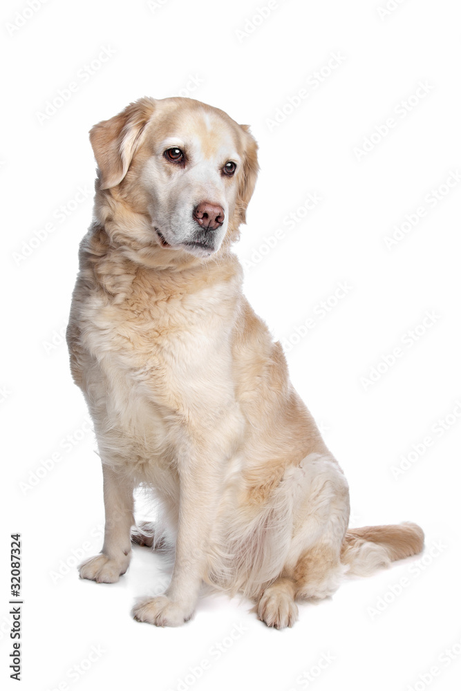 Labrador retriever