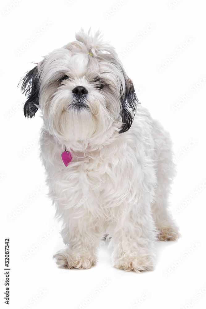 shih tzu