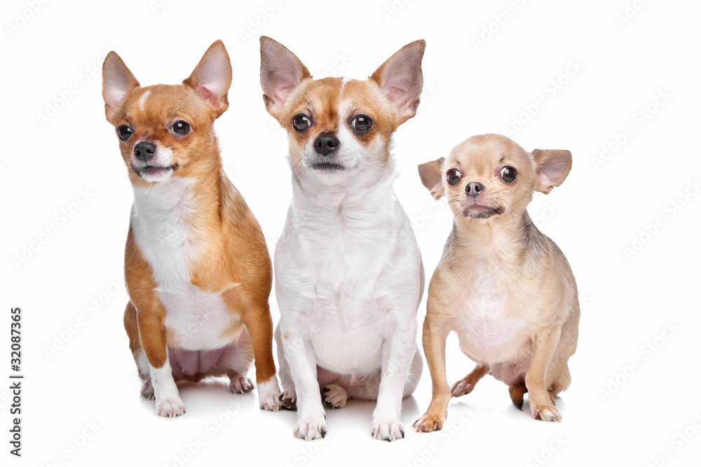 three chihuahua dogs