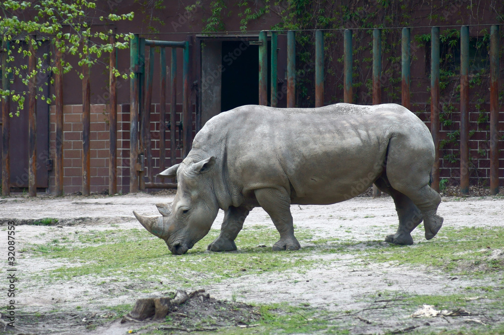 Naklejka premium nosorożec