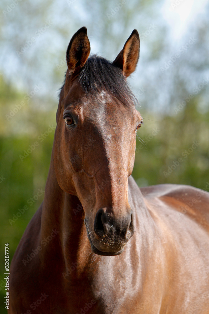 Pferd - Belgisches Warmblut