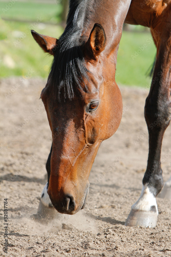 Obraz premium Pferd - Staub