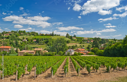 Vineyard in Beaujolais region, France