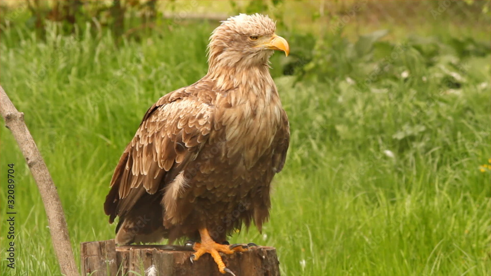 white tailed eagle white tailed eagle