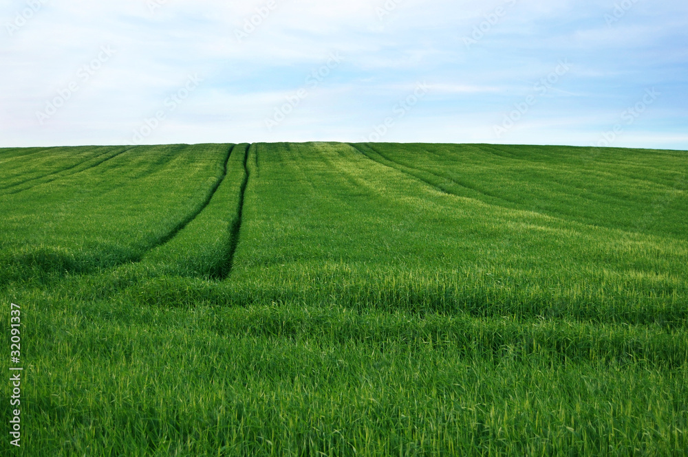 Grass Meadow with Truck Tracks