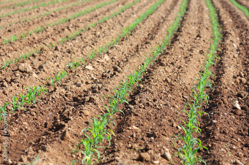 soil field with corn germ