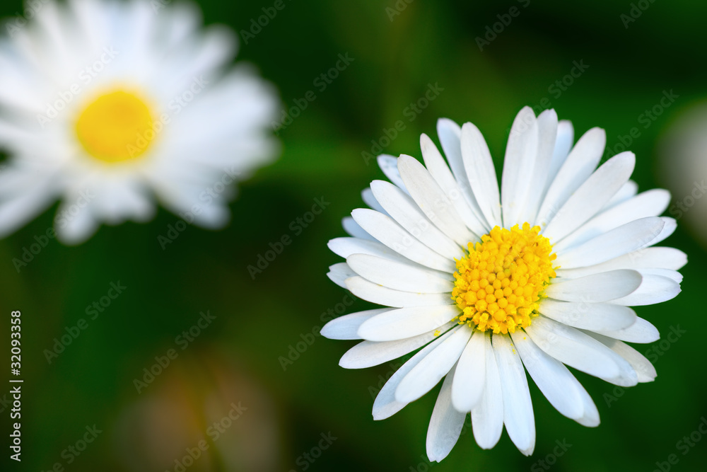 Top view of a common daisy flower head Top view of a common daisy flower head