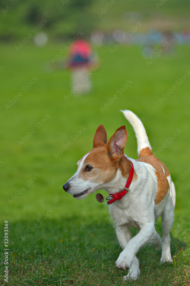 Parson Jack Russell Terrier running in a park