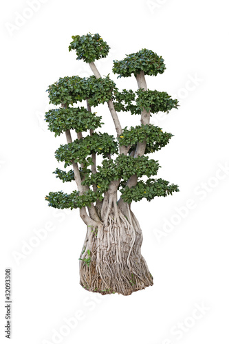 old ficus bonsai dwarf tree