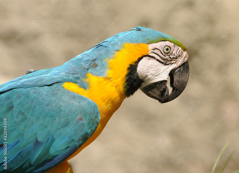 Exotic parrot