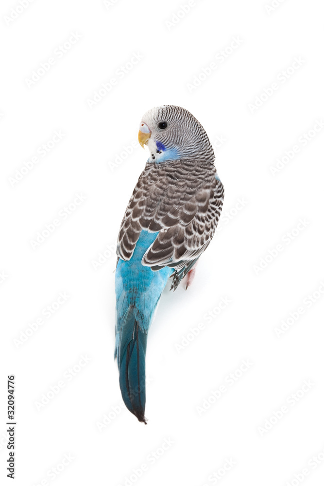 Obraz premium blue budgie