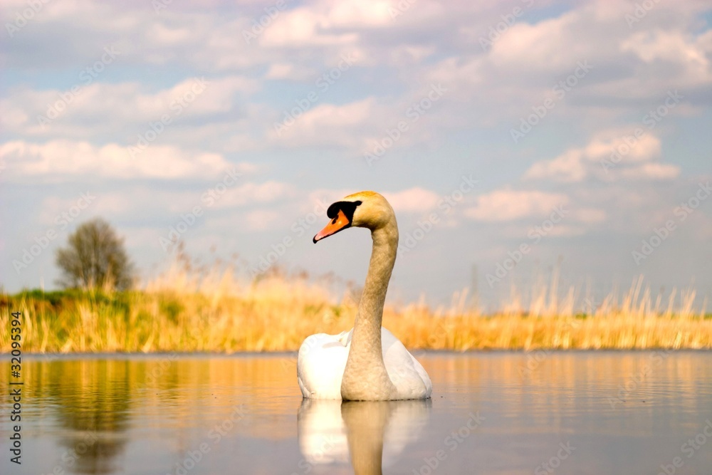 swan swan