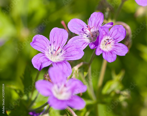 Small violet flowers