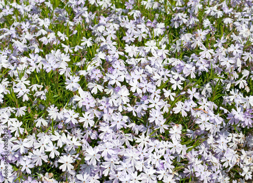 Polsterphlox - Phlox subulata