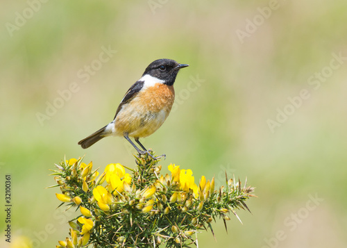 Stonechat (Saxicola rubicola) photo