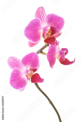 Orchids