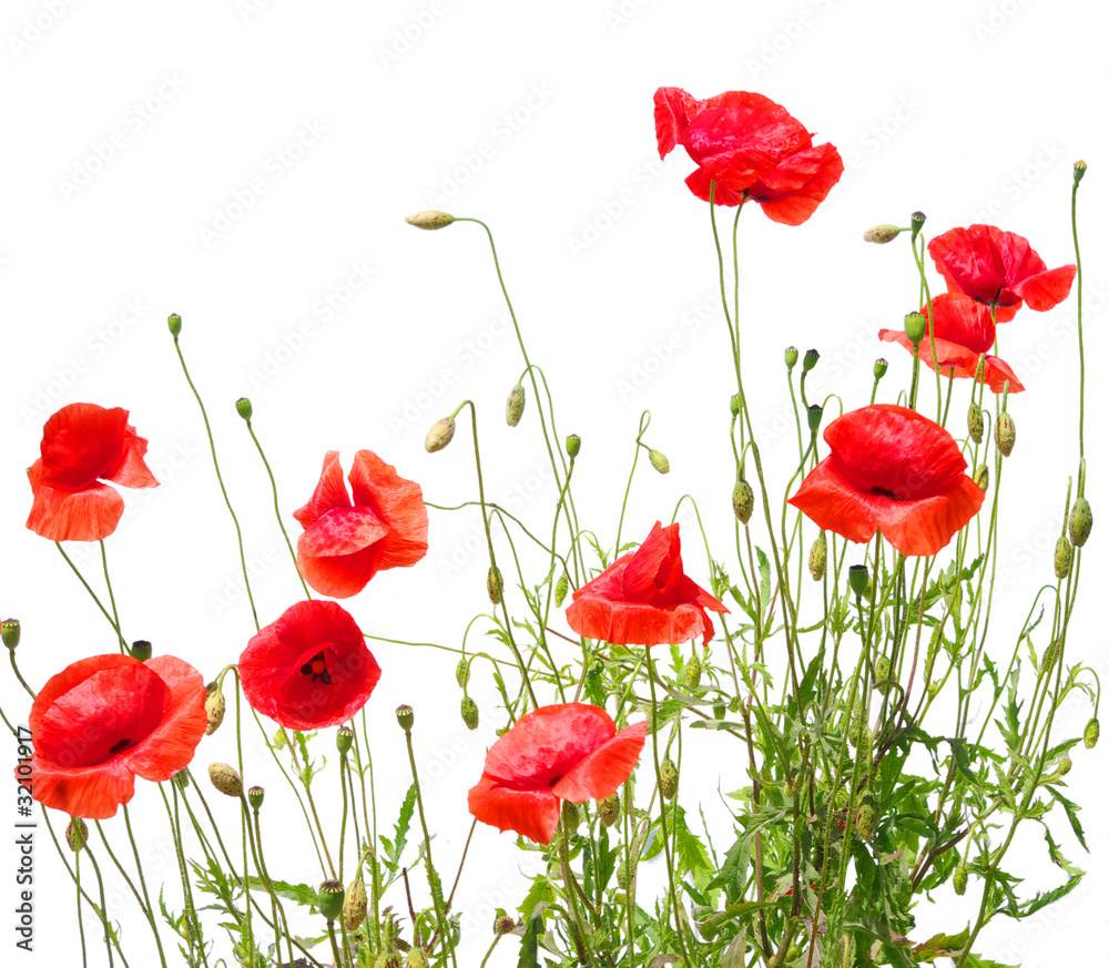 Fototapeta premium czerwone maki