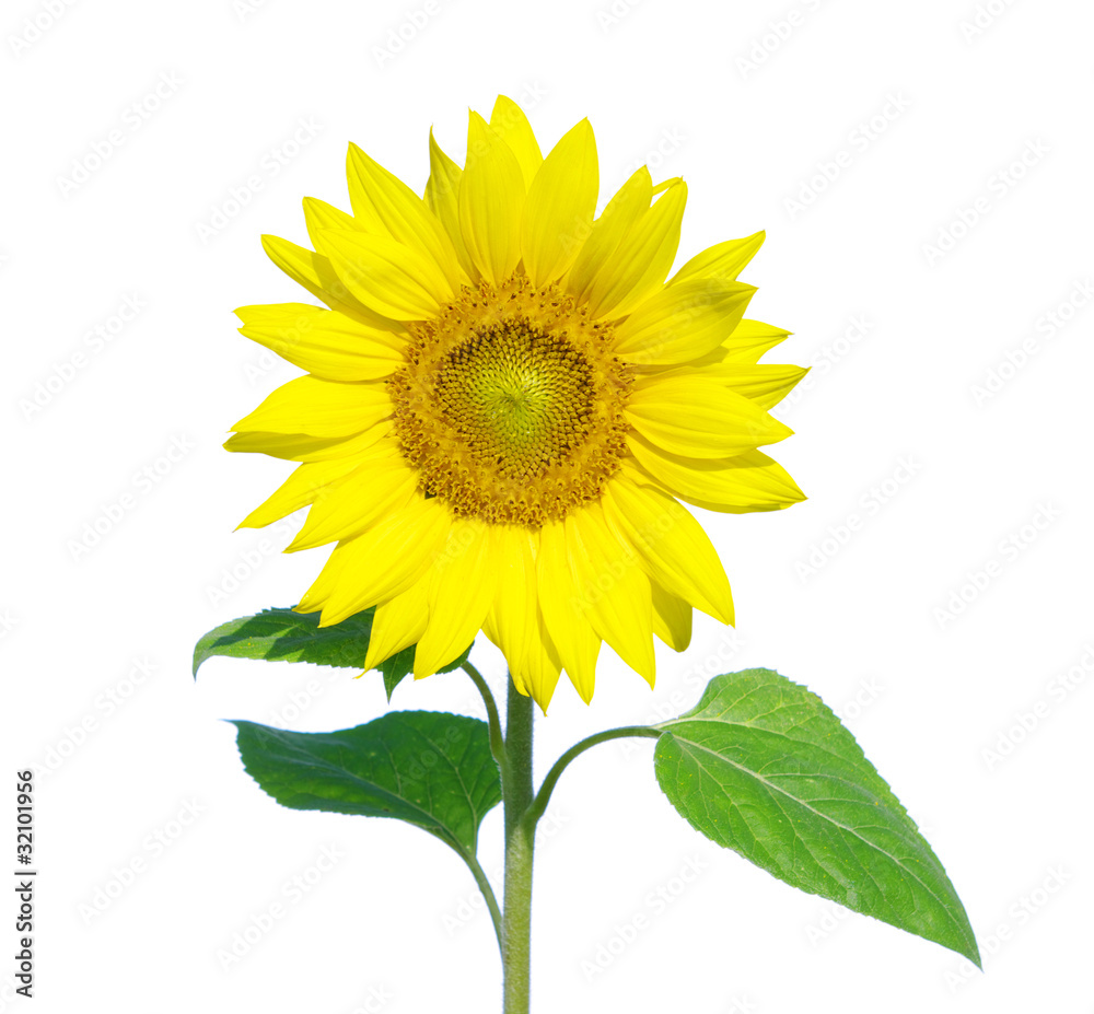 Obraz premium Yellow sunflower