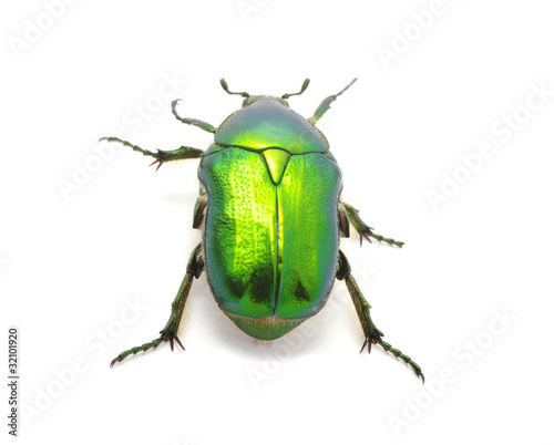 Green beetle