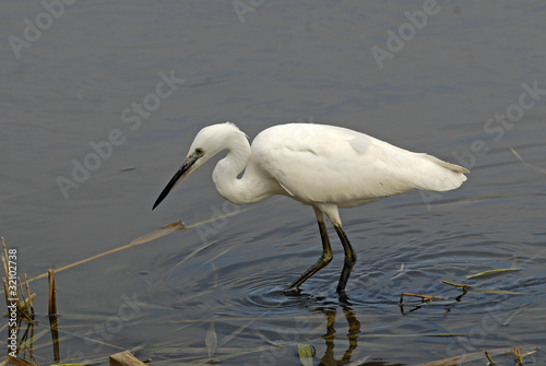 Aigrette garzette, Egretta garzetta photo